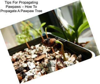 Tips For Propagating Pawpaws – How To Propagate A Pawpaw Tree