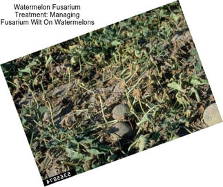 Watermelon Fusarium Treatment: Managing Fusarium Wilt On Watermelons