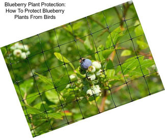 Blueberry Plant Protection: How To Protect Blueberry Plants From Birds