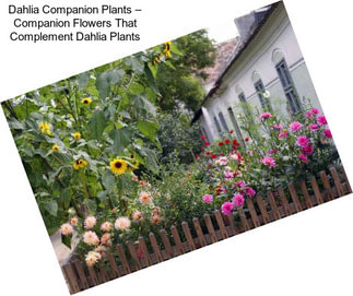 Dahlia Companion Plants – Companion Flowers That Complement Dahlia Plants