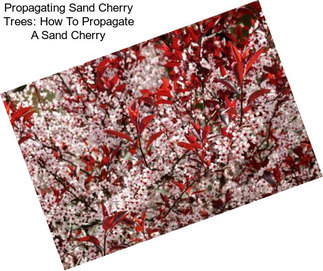 Propagating Sand Cherry Trees: How To Propagate A Sand Cherry