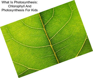 What Is Photosynthesis: Chlorophyll And Photosynthesis For Kids