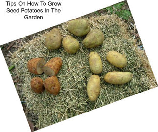Tips On How To Grow Seed Potatoes In The Garden