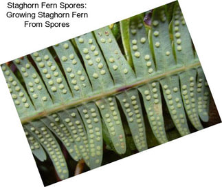 Staghorn Fern Spores: Growing Staghorn Fern From Spores