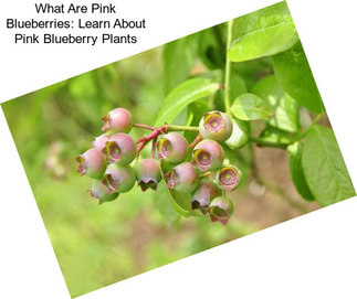 What Are Pink Blueberries: Learn About Pink Blueberry Plants