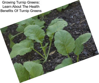 Growing Turnip Greens: Learn About The Health Benefits Of Turnip Greens