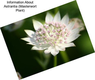Information About Astrantia (Masterwort Plant)