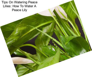 Tips On Watering Peace Lilies: How To Water A Peace Lily