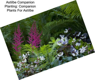 Astilbe Companion Planting: Companion Plants For Astilbe