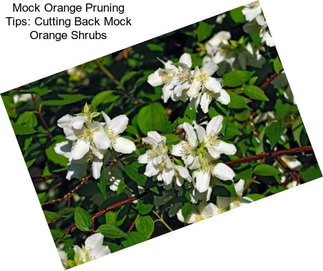 Mock Orange Pruning Tips: Cutting Back Mock Orange Shrubs