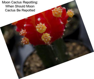 Moon Cactus Repotting: When Should Moon Cactus Be Repotted