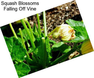 Squash Blossoms Falling Off Vine