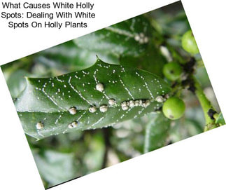 What Causes White Holly Spots: Dealing With White Spots On Holly Plants