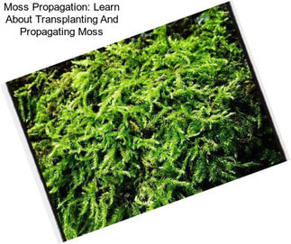 Moss Propagation: Learn About Transplanting And Propagating Moss