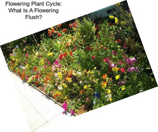 Flowering Plant Cycle: What Is A Flowering Flush?