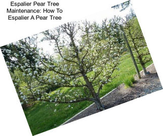 Espalier Pear Tree Maintenance: How To Espalier A Pear Tree