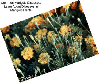 Common Marigold Diseases: Learn About Diseases In Marigold Plants