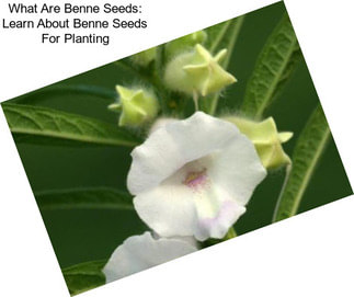 What Are Benne Seeds: Learn About Benne Seeds For Planting