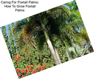 Caring For Foxtail Palms: How To Grow Foxtail Palms