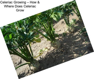 Celeriac Growing – How & Where Does Celeriac Grow