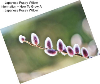 Japanese Pussy Willow Information – How To Grow A Japanese Pussy Willow
