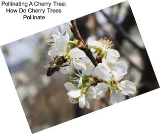 Pollinating A Cherry Tree: How Do Cherry Trees Pollinate