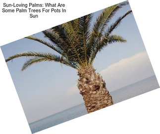 Sun-Loving Palms: What Are Some Palm Trees For Pots In Sun