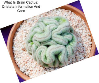 What Is Brain Cactus: Cristata Information And Care