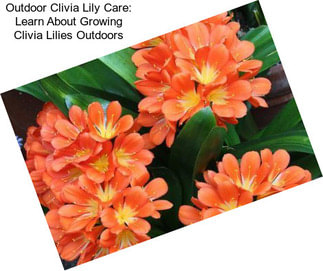 Outdoor Clivia Lily Care: Learn About Growing Clivia Lilies Outdoors