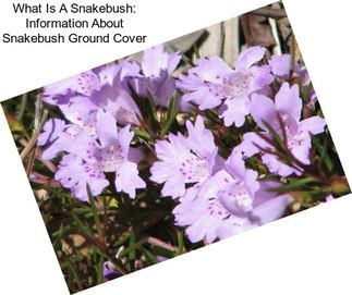 What Is A Snakebush: Information About Snakebush Ground Cover