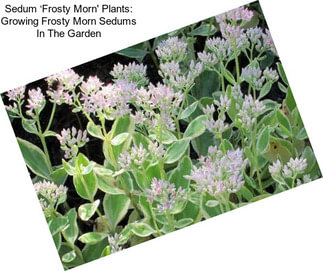 Sedum ‘Frosty Morn\' Plants: Growing Frosty Morn Sedums In The Garden