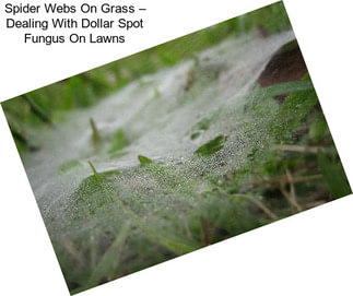 Spider Webs On Grass – Dealing With Dollar Spot Fungus On Lawns