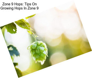 Zone 9 Hops: Tips On Growing Hops In Zone 9