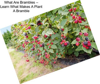 What Are Brambles – Learn What Makes A Plant A Bramble