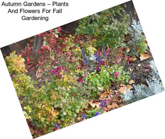 Autumn Gardens – Plants And Flowers For Fall Gardening