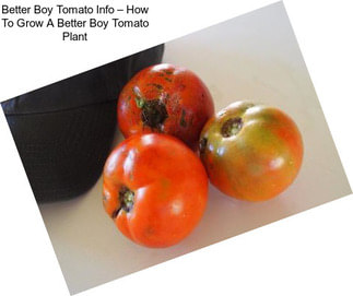 Better Boy Tomato Info – How To Grow A Better Boy Tomato Plant
