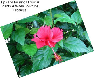 Tips For Pruning Hibiscus Plants & When To Prune Hibiscus