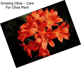 Growing Clivia – Care For Clivia Plant
