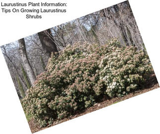 Laurustinus Plant Information: Tips On Growing Laurustinus Shrubs