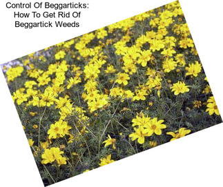 Control Of Beggarticks: How To Get Rid Of Beggartick Weeds