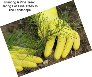 Planting A Pine Tree: Caring For Pine Trees In The Landscape