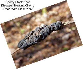 Cherry Black Knot Disease: Treating Cherry Trees With Black Knot