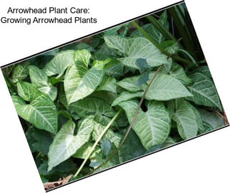 Arrowhead Plant Care: Growing Arrowhead Plants