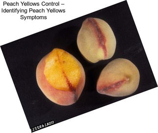 Peach Yellows Control – Identifying Peach Yellows Symptoms