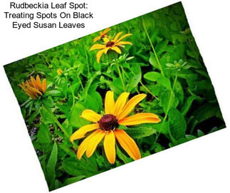 Rudbeckia Leaf Spot: Treating Spots On Black Eyed Susan Leaves