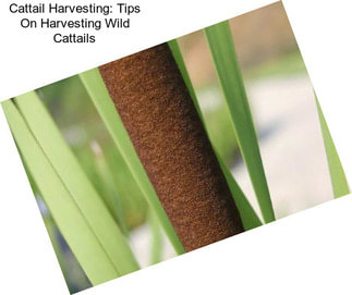 Cattail Harvesting: Tips On Harvesting Wild Cattails