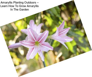 Amaryllis Planting Outdoors – Learn How To Grow Amaryllis In The Garden