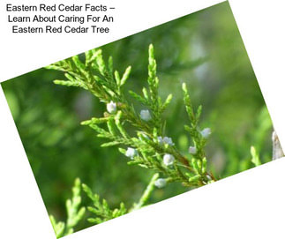 Eastern Red Cedar Facts – Learn About Caring For An Eastern Red Cedar Tree