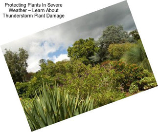 Protecting Plants In Severe Weather – Learn About Thunderstorm Plant Damage