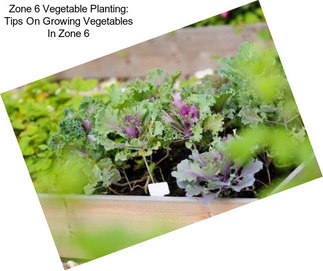 Zone 6 Vegetable Planting: Tips On Growing Vegetables In Zone 6